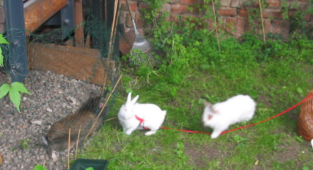 bunny playtime